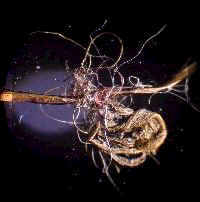 Human Hair and Fiber Artifact from Day's Knob Archaeological Site